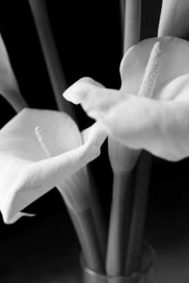 Trauerkranz-aus-weissen-Lilien