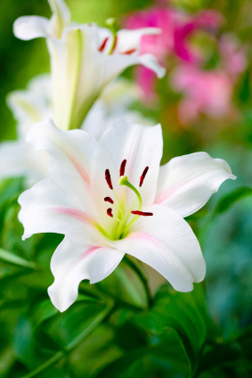 Trauerrituale-gestern-und-heute