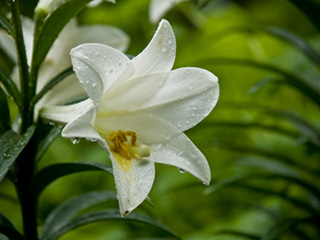 Weisse-Lilien-sind-typischen-Trauerblumen